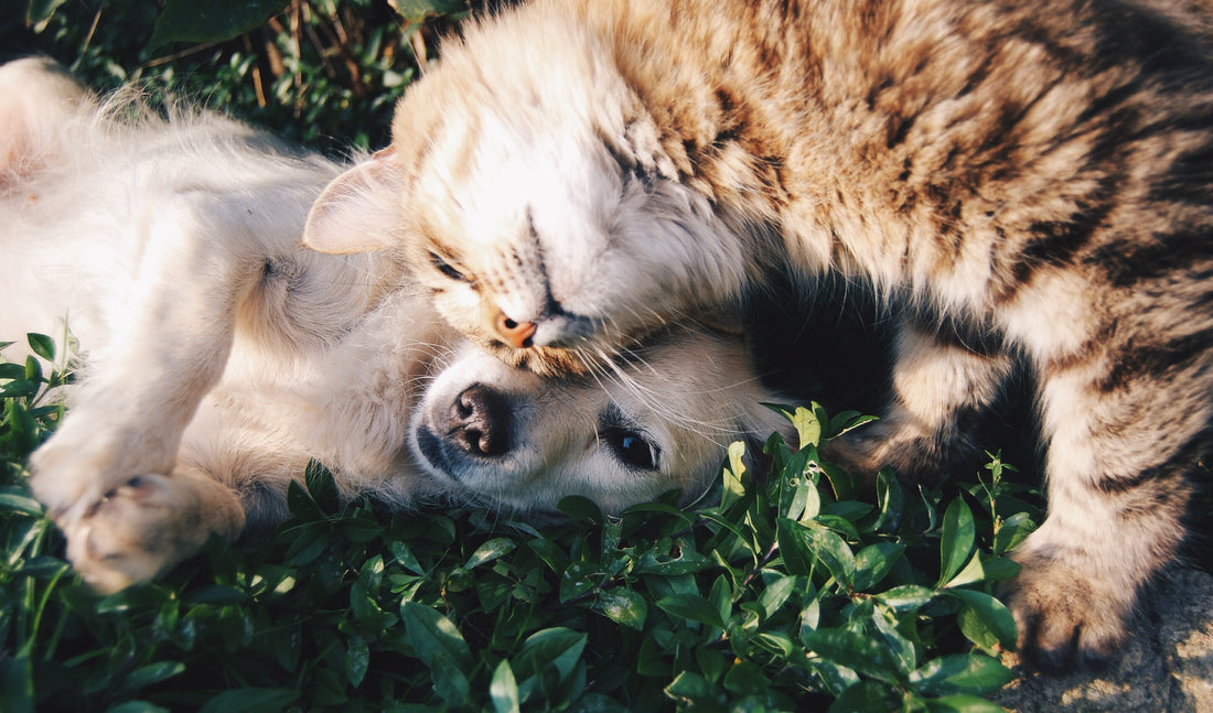 A cat and a dog cuddle together in the grass
